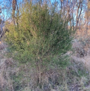 Melaleuca parvistaminea at Watson, ACT - 16 Jun 2023