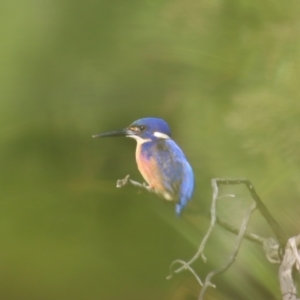 Ceyx azureus at Mongarlowe, NSW - suppressed