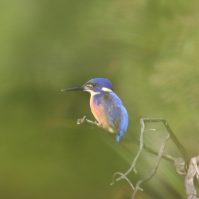 Ceyx azureus (Azure Kingfisher) at QPRC LGA - 16 Jun 2023 by LisaH