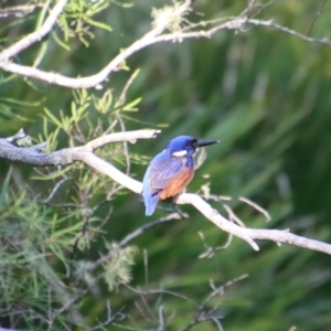 Ceyx azureus at Mongarlowe, NSW - suppressed