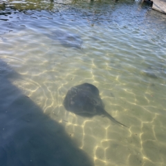 Bathytoshia brevicaudata at Batemans Bay, NSW - 16 Jun 2023 03:33 PM