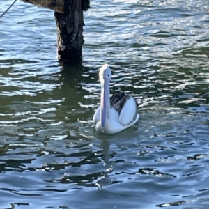 Pelecanus conspicillatus at Batemans Bay, NSW - 16 Jun 2023 03:04 PM