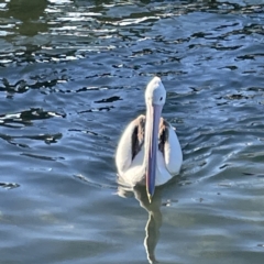 Pelecanus conspicillatus at Batemans Bay, NSW - 16 Jun 2023 03:04 PM