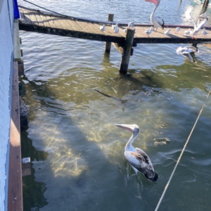 Pelecanus conspicillatus at Batemans Bay, NSW - 16 Jun 2023 03:04 PM