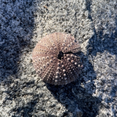 Heliocidaris erythrogramma (Sea Urchin) at Lilli Pilli, NSW - 16 Jun 2023 by Hejor1