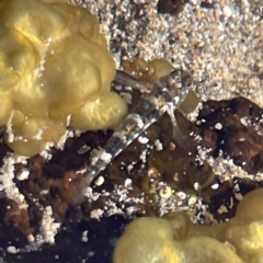 Lepidoblennius haplodactylus (Eastern Jumping Blenny) at Lilli Pilli, NSW - 16 Jun 2023 by Hejor1
