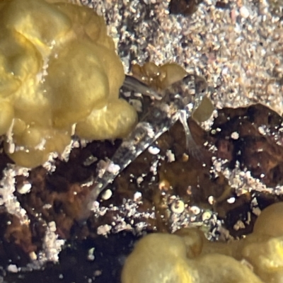 Lepidoblennius haplodactylus (Eastern Jumping Blenny) at Lilli Pilli, NSW - 16 Jun 2023 by Hejor1