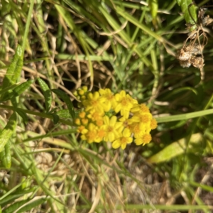 Senecio linearifolius at Lilli Pilli, NSW - 16 Jun 2023 02:25 PM