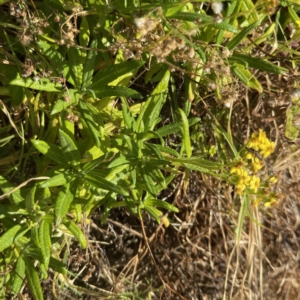 Senecio linearifolius at Lilli Pilli, NSW - 16 Jun 2023 02:25 PM