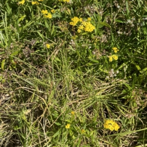 Senecio linearifolius at Lilli Pilli, NSW - 16 Jun 2023 02:25 PM