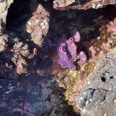 PORIFERA (phylum) at Malua Bay, NSW - 16 Jun 2023 by Hejor1