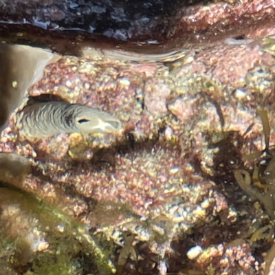 Sabellastarte australiensis (Feather duster worm) at Lilli Pilli, NSW - 16 Jun 2023 by Hejor1