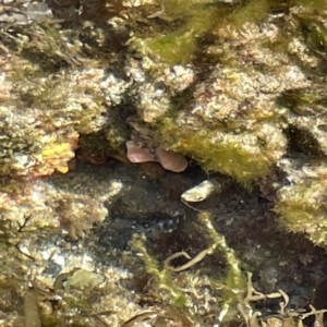 Sabellastarte australiensis at Lilli Pilli, NSW - 16 Jun 2023