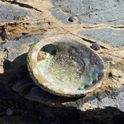 Haliotis rubra rubra (Blacklip Abalone) at Lilli Pilli, NSW - 16 Jun 2023 by Hejor1