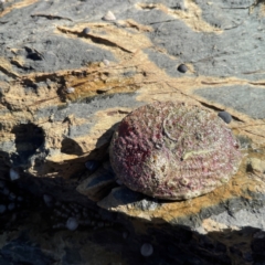 Haliotis rubra rubra at Lilli Pilli, NSW - 16 Jun 2023