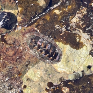 Sypharochiton pelliserpentis at Lilli Pilli, NSW - 16 Jun 2023