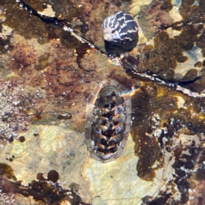 Sypharochiton pelliserpentis at Lilli Pilli, NSW - 16 Jun 2023