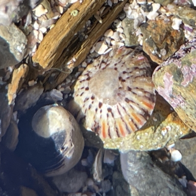 Cellana tramoserica (Commom Limpet) at Lilli Pilli, NSW - 16 Jun 2023 by Hejor1