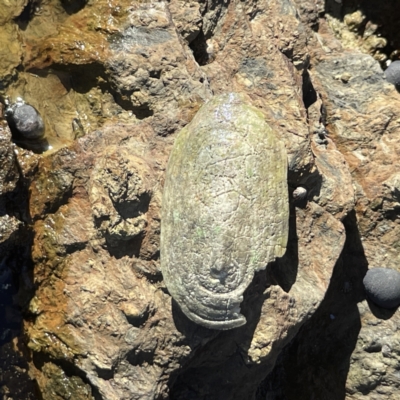 Scutus antipodes (Elephant Snail) at Batemans Marine Park - 16 Jun 2023 by Hejor1