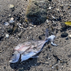 Unidentified Marine Fish Uncategorised at Lilli Pilli, NSW - 16 Jun 2023 by Hejor1