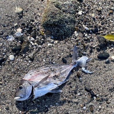 Unidentified Marine Fish Uncategorised at Lilli Pilli, NSW - 16 Jun 2023 by Hejor1