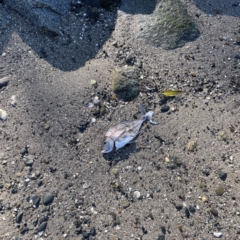 Unidentified at suppressed - 16 Jun 2023