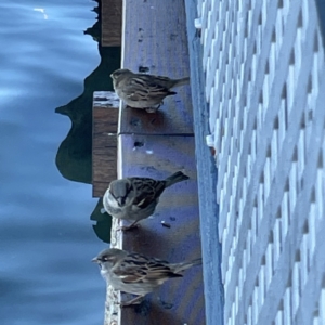 Passer domesticus at Batemans Bay, NSW - 16 Jun 2023