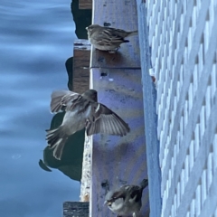 Passer domesticus at Batemans Bay, NSW - 16 Jun 2023