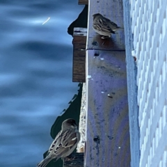 Passer domesticus at Batemans Bay, NSW - 16 Jun 2023