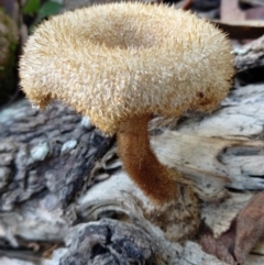 Lentinus fasciatus (Hairy Trumpet) at Cedar Party, NSW - 16 Jun 2023 by brunonia