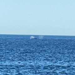 Whale-unknown species (Unidentified Whale) at Malua Bay, NSW - 16 Jun 2023 by Hejor1