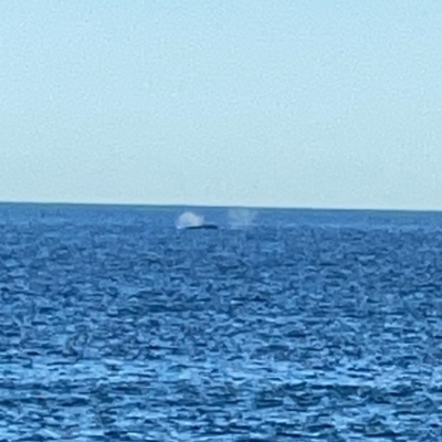 Whale-unknown species (Unidentified Whale) at Malua Bay, NSW - 16 Jun 2023 by Hejor1
