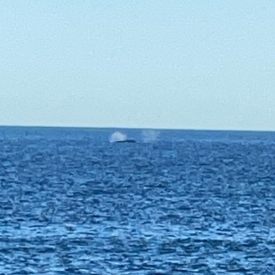 Balaenoptera musculus at Malua Bay, NSW - 16 Jun 2023 by Hejor1