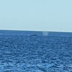 Whale-unknown species at Malua Bay, NSW - 16 Jun 2023