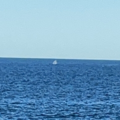 Whale-unknown species at Malua Bay, NSW - 16 Jun 2023