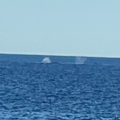 Whale-unknown species at Malua Bay, NSW - 16 Jun 2023