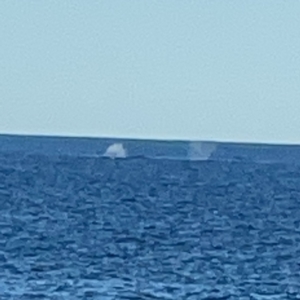 Whale-unknown species at Malua Bay, NSW - 16 Jun 2023 02:06 PM