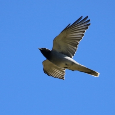 Coracina novaehollandiae (Black-faced Cuckooshrike) at Fyshwick, ACT - 16 Jun 2023 by RodDeb