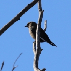 Artamus cyanopterus cyanopterus (Dusky Woodswallow) at Fyshwick, ACT - 16 Jun 2023 by RodDeb