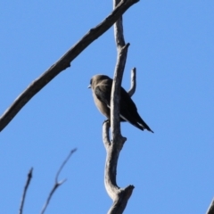 Artamus cyanopterus at Fyshwick, ACT - 16 Jun 2023