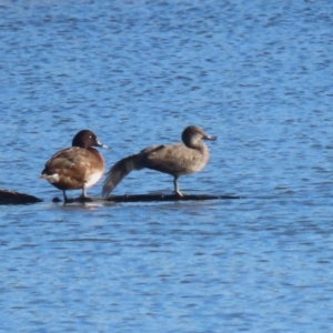 Stictonetta naevosa at Fyshwick, ACT - 16 Jun 2023