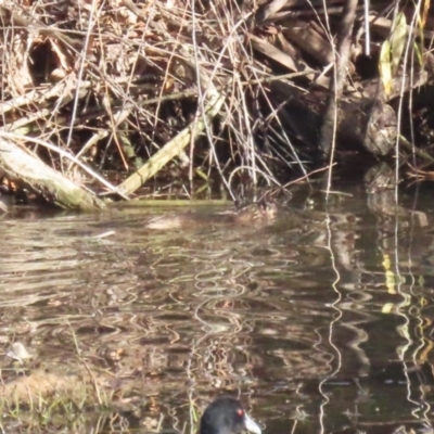 Hydromys chrysogaster (Rakali or Water Rat) at Fyshwick, ACT - 16 Jun 2023 by RodDeb