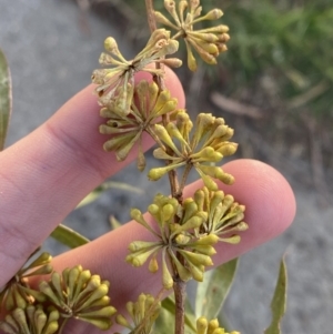 Eucalyptus elata at Phillip, ACT - 22 May 2023