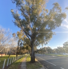 Eucalyptus elata at Phillip, ACT - 22 May 2023 04:19 PM