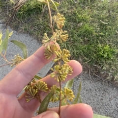 Eucalyptus elata at Phillip, ACT - 22 May 2023