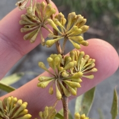 Eucalyptus elata at Phillip, ACT - 22 May 2023