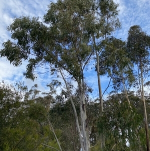 Eucalyptus mannifera at Sassafras, NSW - 20 May 2023