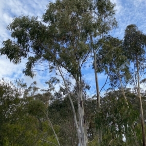 Eucalyptus mannifera at Sassafras, NSW - 20 May 2023 03:42 PM