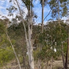 Eucalyptus mannifera at Sassafras, NSW - 20 May 2023
