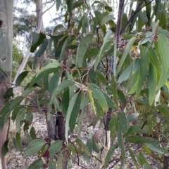 Eucalyptus mannifera at Sassafras, NSW - 20 May 2023 03:42 PM